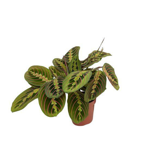 Maranta Fascinator – Pfeilwurz – Zimmerpflanze – Ø12cm Topf – ↕30cm Höhe – Pflegeleicht – Bewegliche Blätter – Halbschatten – Tropische Grünpflanze 