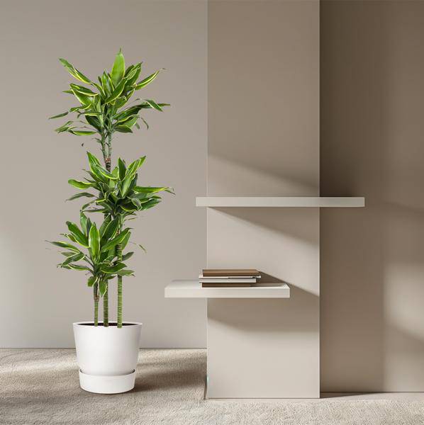 Drachenbaum – Dracaena Golden Coast 160cm – Ø24cm – Zimmerpflanze mit grünen & goldgelben Blättern – Elegante pflegeleichte Dekopflanze für Wohnzimmer, Büro & Wintergarten 