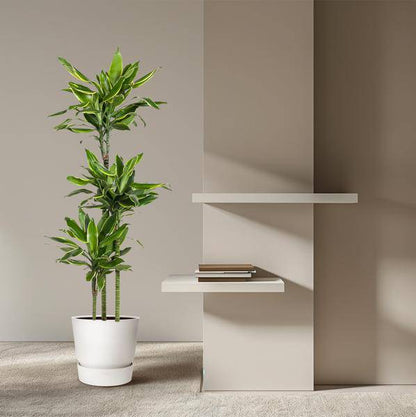 Drachenbaum – Dracaena Golden Coast 160cm – Ø24cm – Zimmerpflanze mit grünen & goldgelben Blättern – Elegante pflegeleichte Dekopflanze für Wohnzimmer, Büro & Wintergarten 