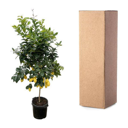 Zitronenbaum – Citrus Calamondin – Zitruspflanze 200cm – Ø40cm – Immergrüne Kübelpflanze mit duftenden Blüten & Früchten – Mediterraner Zitronenbaum für Garten, Terrasse & Wintergarten 