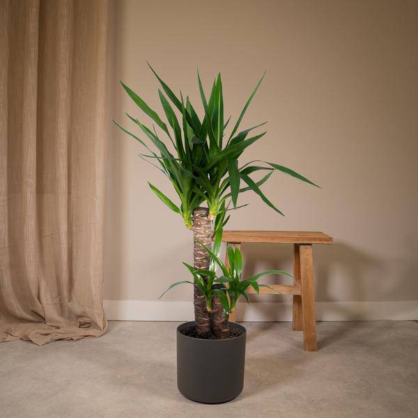 Palmlilie (Yucca Elephantipes) – Zimmerpflanze – Ø17cm Topf – ↕85cm – Sonnenliebende Yucca – Pflegeleicht & Trockenheitsresistent – Tropisches Flair für Innenräume 