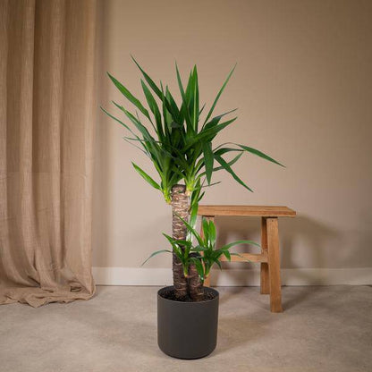 Palmlilie (Yucca Elephantipes) – Zimmerpflanze – Ø17cm Topf – ↕85cm – Sonnenliebende Yucca – Pflegeleicht & Trockenheitsresistent – Tropisches Flair für Innenräume 