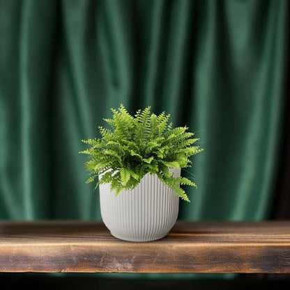 Nephrolepis Boston Green – Bostonfarn – Zimmerpflanze – Ø12cm – ↕20cm – Luftreinigende Hängepflanze für Innenräume – Pflegeleichter Farn für Wohnzimmer, Schlafzimmer & Büro 