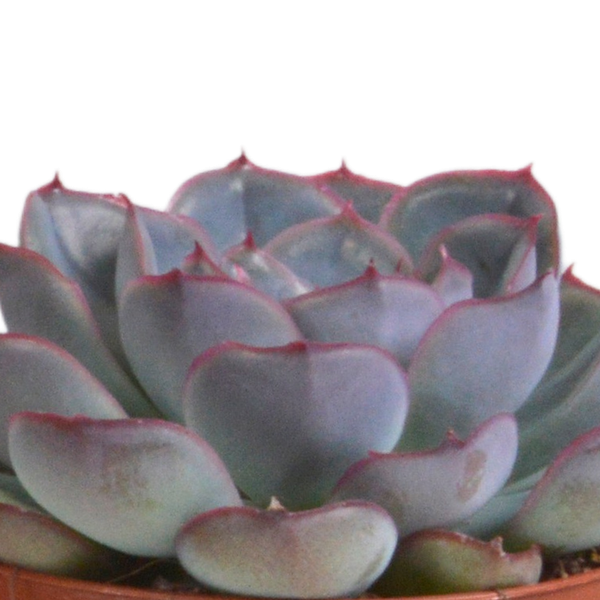 Steinrose - Echeveria-Mix - 8,5 cm - 3 Stück - Zimmerpflanze - im Terrakotta-Topf 
