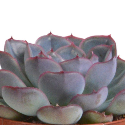 Steinrose - Echeveria-Mix - 8,5 cm - 3 Stück - Zimmerpflanze - im Terrakotta-Topf 