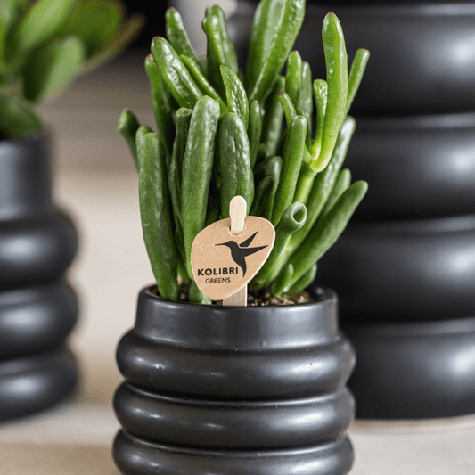 Sukkulente - Crassula Hobbit - Ø6cm - Zimmerpflanze 