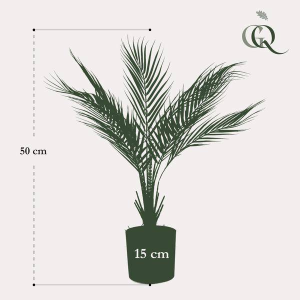 Kunstpflanze - Chamaedorea Elegans - Bergpalme - 50 cm 