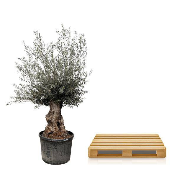Olivenbaum – Olea Europaea Bonsai – 225cm – Ø80cm – Mediterrane Pflanze mit gedrehtem Stamm – Echter Olivenbonsai für Garten, Terrasse & Innenbereich 