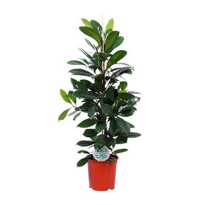 Gummibaum - Ficus Cyathistipula - Zimmerpflanze - Ø21cm - ↕105cm 
