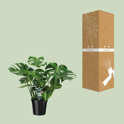 Monstera Deliciosa – Köstliches Fensterblatt – Zimmerpflanze – Ø21cm ↕65cm – Tropisches Flair – Pflegeleicht – Luftreinigend – Indoor Grünpflanze 