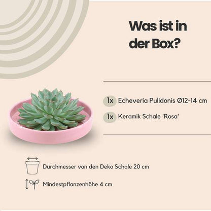 Sukkulente - Echeveria Pulidonis in Schale 'Rosa' - Zimmerpflanze - Ø20cm - ↕5cm 