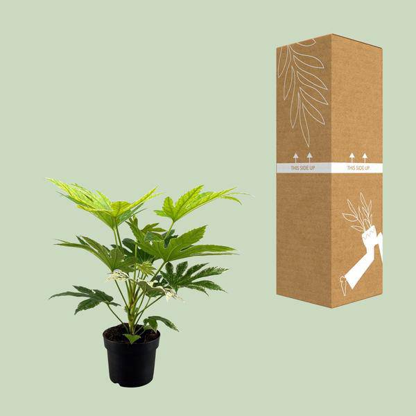 Zimmeraralie Fatsia Japonica Spider Web – Zimmerpflanze – Ø17cm – Höhe ca. 50cm – Exotisches, dekoratives Blattwerk 