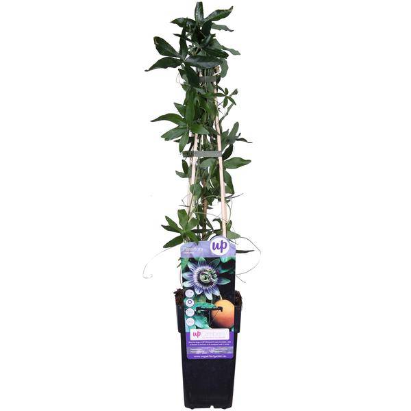 Passionsblume - Passiflora Blau caerulea - Ø15cm - ↕65cm 
