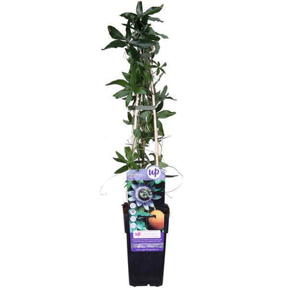 Passionsblume - Passiflora Blau caerulea - Ø15cm - ↕65cm 