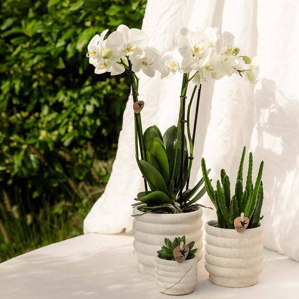 Marmor Topf - Hell - Ø9cm 