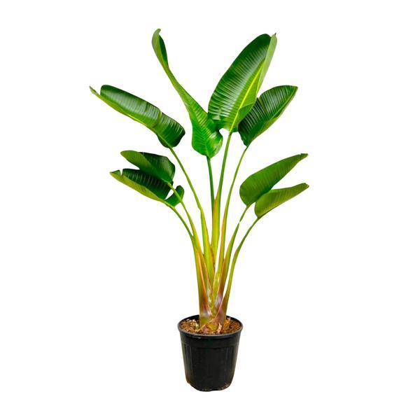 Baum-Strelitzie – Strelitzia Augusta – ca. 160cm hoch – Ø24cm – Exotische Zimmerpflanze mit großen Blättern – Weißer Paradiesvogel mit eleganter Fächerform – Tropische Grünpflanze für Wohnzimmer & Büro 
