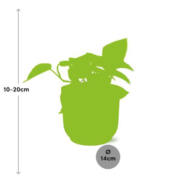 Efeutute - Epipremnum Pinnatum 'Golden Pothos' - Zimmerpflanze + Topf Vibes Fold 14cm Rosa 