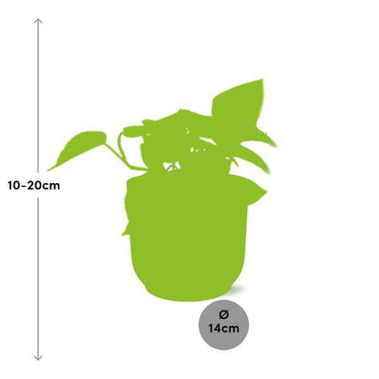 Efeutute - Epipremnum Pinnatum 'Golden Pothos' - Zimmerpflanze + Topf Vibes Fold 14cm Rosa 