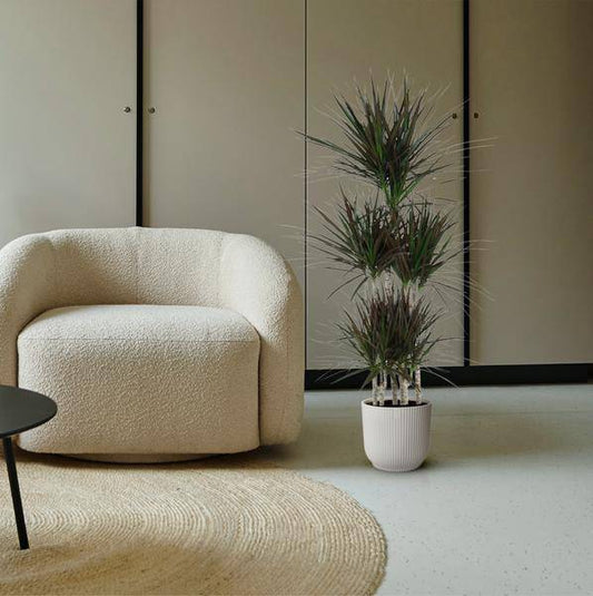 Drachenbaum – Dracaena Magenta Karussell 150cm – Ø31cm – Zimmerpflanze mit grünen Blättern & magentafarbenem Rand – Tropische pflegeleichte Dekopflanze für Wohnzimmer, Büro & Wintergarten 
