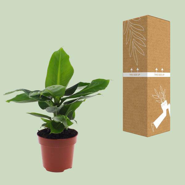 Bananenbaum Musa 'Oriental Dwarf' – Zwergbanane – Zimmerpflanze – Ø12cm – 35cm Höhe – tropisch & pflegeleicht 