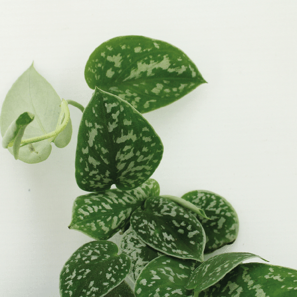 Efeutute - Scindapsus Pictus Epipremnum - 15cm - ø12cm - 2 Stück 