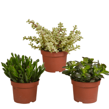 Sukkulente - Crassula Mix - 10,5 cm - 3 Stück 
