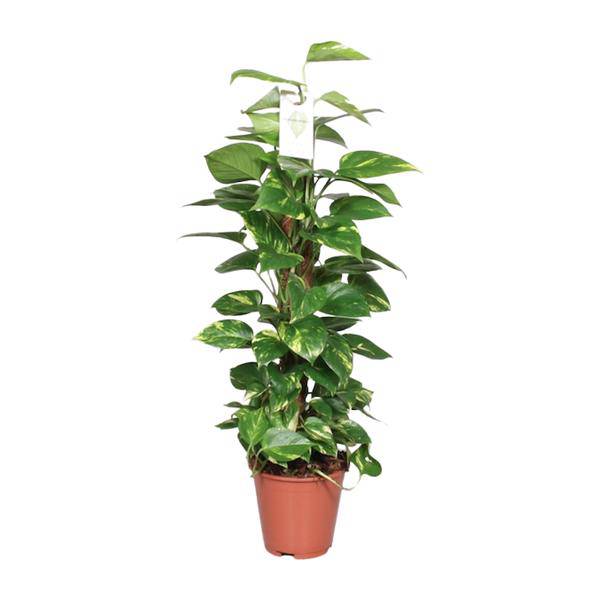 Efeutute Epipremnum Scindapsus Pinnatum – Goldene Efeutute am Moosstock – Ø19cm – ↕80cm – Luftreinigende Zimmerpflanze mit herzförmigen Blättern – Pflegeleicht & dekorativ – Für Wohnzimmer & Büro 