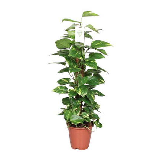 Efeutute Epipremnum Scindapsus Pinnatum – Goldene Efeutute am Moosstock – Ø19cm – ↕80cm – Luftreinigende Zimmerpflanze mit herzförmigen Blättern – Pflegeleicht & dekorativ – Für Wohnzimmer & Büro 