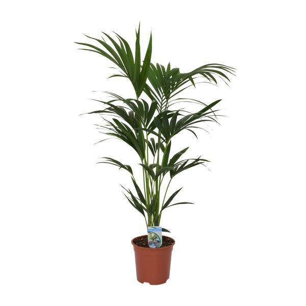Kentia Palme Howea forsteriana – Zimmerpflanze – Ø21cm – 120cm Höhe – tropische Zimmerpalme – luftreinigend & pflegeleicht 
