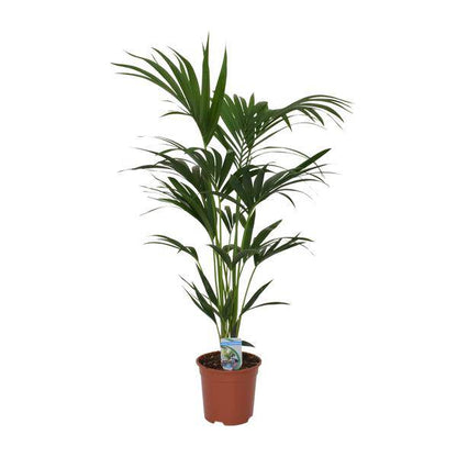 Kentia Palme Howea forsteriana – Zimmerpflanze – Ø21cm – 120cm Höhe – tropische Zimmerpalme – luftreinigend & pflegeleicht 