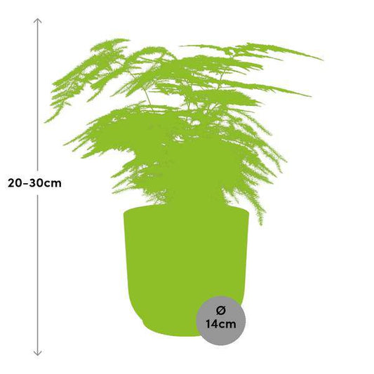 Feder-Spargel Asparagus Setaceus Plumosus – Zimmerpflanze Ø12cm inkl. Ziertopf Vibes Fold Rosa Ø14cm – Pflegeleichter Spargelfarn mit luftreinigenden Eigenschaften – Dekorative Grünpflanze für Wohnzimmer, Büro & Schlafzimmer 