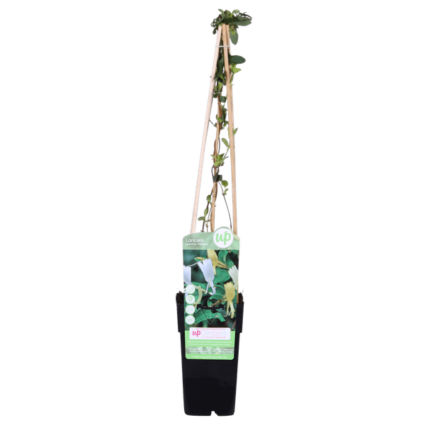 Gelbbunte Geißschlinge - Lonicera japonica 'Halliana' - Ø15cm - ↕65cm 