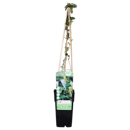 Gelbbunte Geißschlinge - Lonicera japonica 'Halliana' - Ø15cm - ↕65cm 