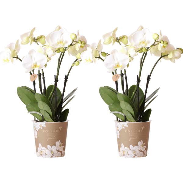 Phalaenopsis Orchideen Weiß – 2 Orchideen – Zimmerpflanzen mit langanhaltender Blüte – Ø12cm Töpfe – Frisch vom Bauern – Elegante Wohnraum-Deko 