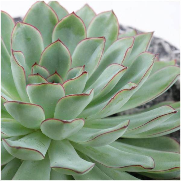 Sukkulente - Echeveria Pulidonis in Schale 'Concrete' - Zimmerpflanze - Ø20 cm - ↕5 cm 