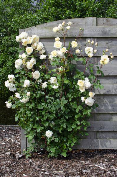Rosen Mix - ↨65cm - Ø15cm - 3 Stück 