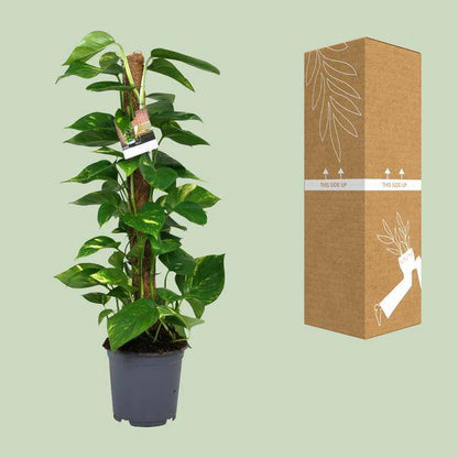 Efeutute - Scindapsus Epipremnum - Zimmerpflanze - Ø19cm - ↕80cm 