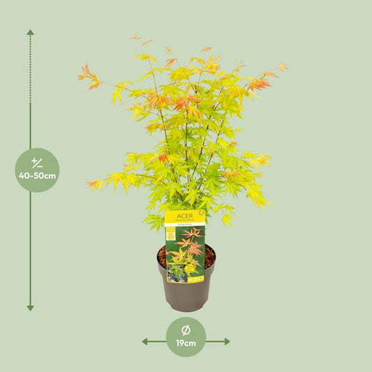 Fächer-Ahorn - Acer palmatum Orangedream - Ø19cm - ↕50cm 