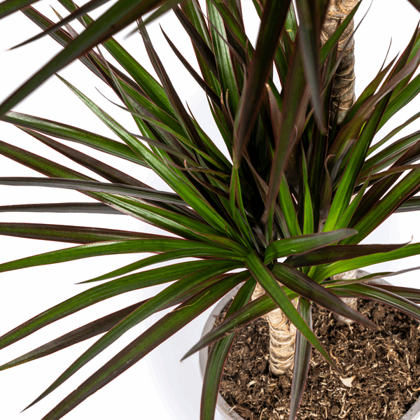 Dracaena Marginata Magenta – Drachenbaum – Zimmerpflanze Ø24cm ↕130-150cm – Dunkelgrüne Blätter mit Rotrand – Pflegeleicht 