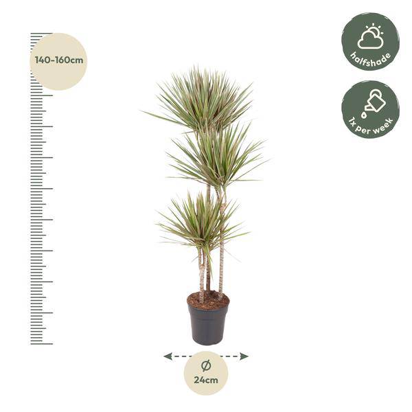 Drachenbaum – Dracaena Bicolor Carrousel 150cm – Ø24cm – Zimmerpflanze mit zweifarbigen Blättern in Grün & Cremeweiß – Pflegeleichte dekorative Grünpflanze für Wohnzimmer, Büro & Wintergarten 