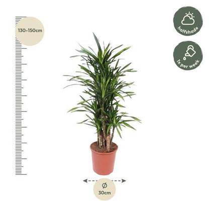 Drachenbaum - Dracaena Riki - Zimmerpflanze - 140cm - ø30cm 