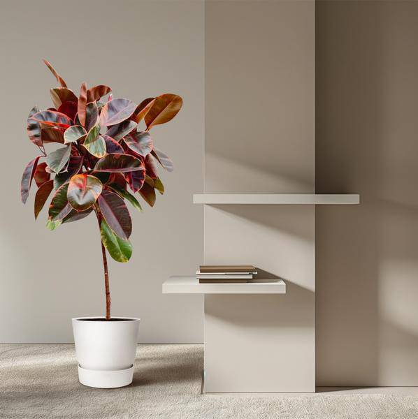 Gummibaum - Ficus Elastica Belize – auf Stiel – Zimmerpflanze – ca. 130 cm hoch – Ø24 cm – Buntes Laub – Pflegeleicht & Luftreinigend 