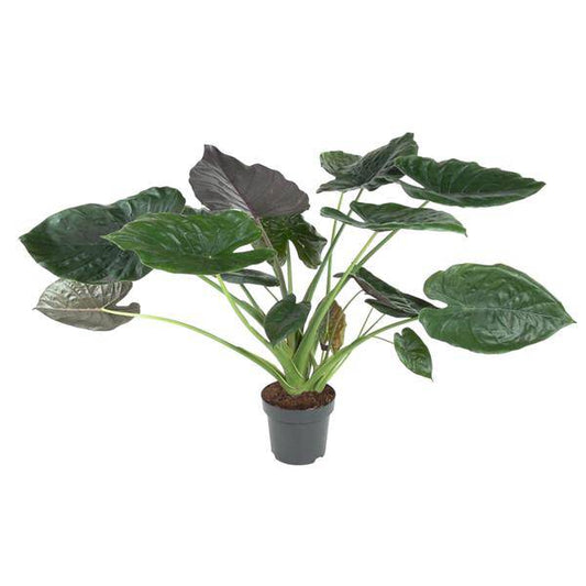 Elefantenohr – Alocasia Wentii – Zimmerpflanze – 120cm – Ø32cm – tropische Pflanze mit großen pfeilförmigen Blättern in Dunkelgrün und Violett 
