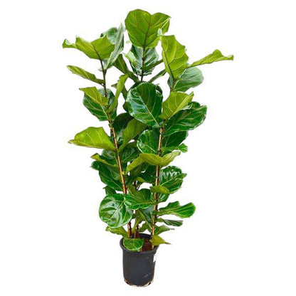 Feigenbaum – Ficus Lyrata Strauch – ca. 165cm hoch – Ø30cm – Geigenfeige als dekorative Zimmerpflanze – XXL Grünpflanze mit großen Blättern – Für Wohnzimmer, Wintergarten & Büro 