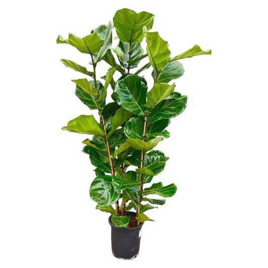 Feigenbaum – Ficus Lyrata Strauch – ca. 165cm hoch – Ø30cm – Geigenfeige als dekorative Zimmerpflanze – XXL Grünpflanze mit großen Blättern – Für Wohnzimmer, Wintergarten & Büro 