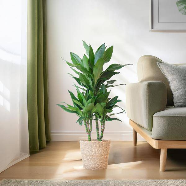 Dracaena Janet Lind 95cm – Drachenbaum Zimmerpflanze Ø21cm – pflegeleichte grüne Pflanze mit luftreinigender Wirkung – inkl. handgeflochtenem Seegras-Korb Sofia Natur 