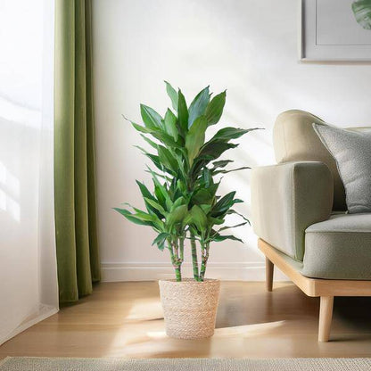 Dracaena Janet Lind 95cm – Drachenbaum Zimmerpflanze Ø21cm – pflegeleichte grüne Pflanze mit luftreinigender Wirkung – inkl. handgeflochtenem Seegras-Korb Sofia Natur 
