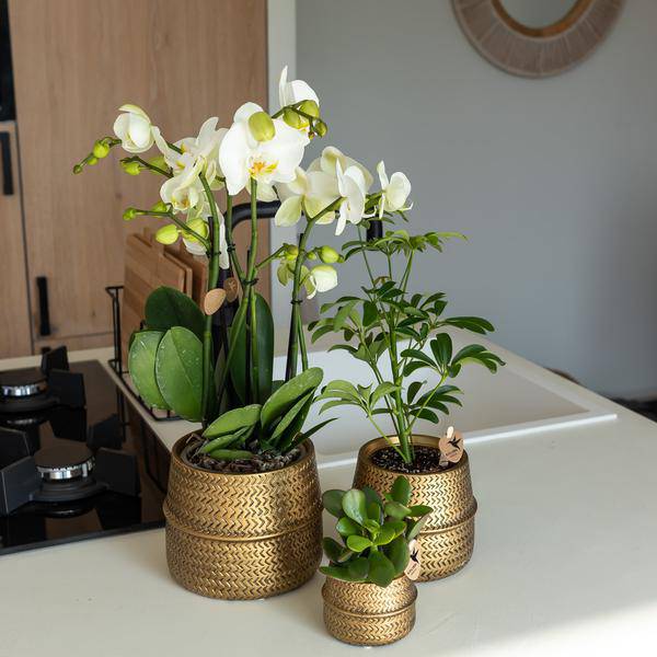 Sukkulente Crassula Ovata – Ø9cm – Robuste Zimmerpflanze mit glänzenden Blättern – Pflegeleicht & dekorativ – Für Wohnzimmer, Büro & Bad 