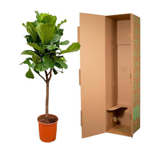 Geigen-Feige – Ficus Lyrata – Zimmerpflanze 180cm – Ø30cm – Trendige Designpflanze mit großen geigenförmigen Blättern – Exklusive Kübelpflanze für Wohnzimmer, Büro & Wintergarten – Pflegeleicht 