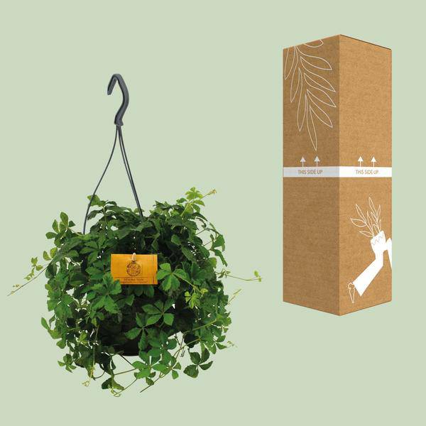 Parthenocissus Striatha – Hängender Efeu – Ø15cm ↕25cm – Immergrün – Pflegeleicht – Zimmer- & Balkonpflanze – Halbschatten 